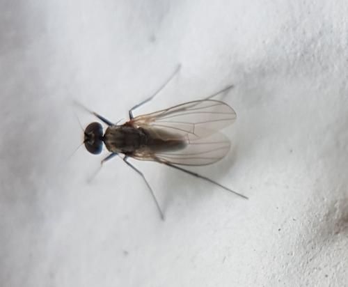 Réf. 216 347 : Medetera sp.